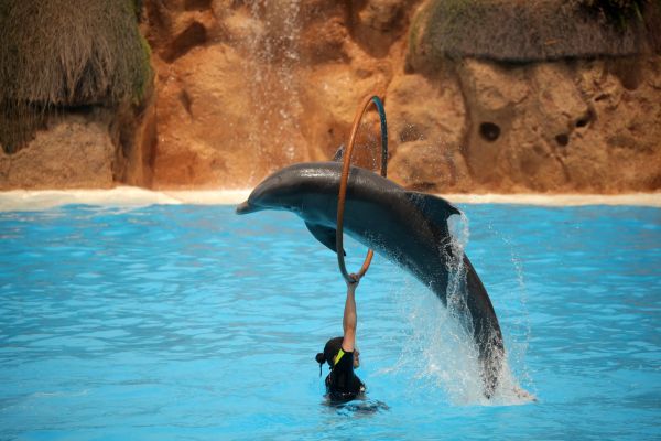 Професия треньор на делфини – приключенска и много забавна!
