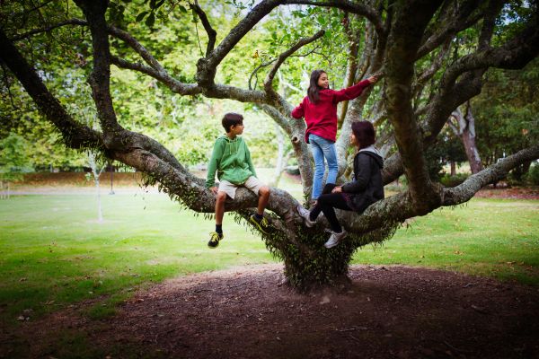 Деца превръщат Костинброд в зелен град като садят дървета със специални комплекти от „Засаждаме бъдеще с гората.бг“
